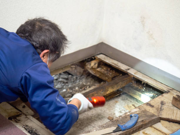 Best Mold Removal Company Near Me  in Valdez, AK