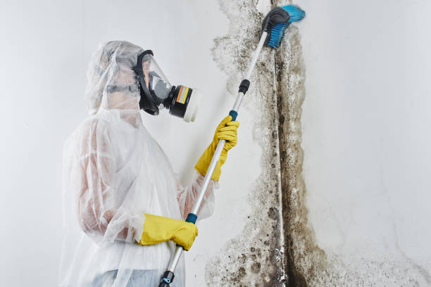 Best Professional Mold Removal  in Valdez, AK