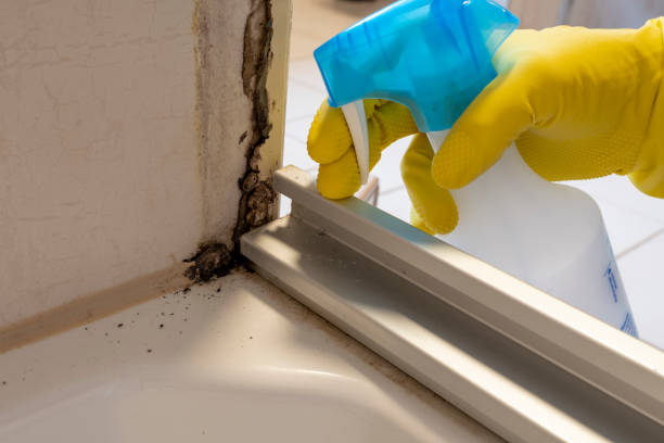 Best Residential Mold Removal  in Valdez, AK