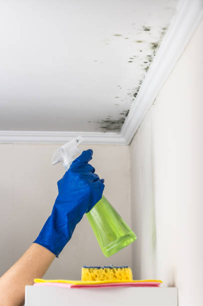 Best Toxic Mold Removal  in Valdez, AK